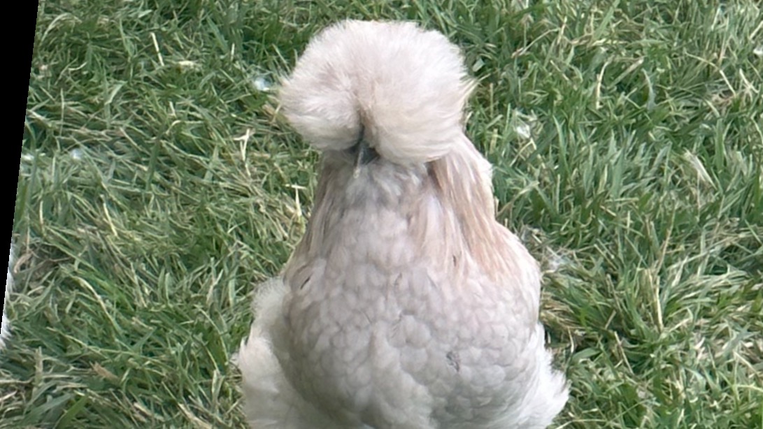 profile banner